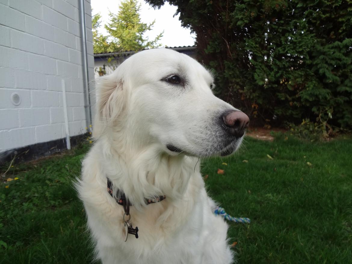 Golden retriever Elvira Madigan billede 21