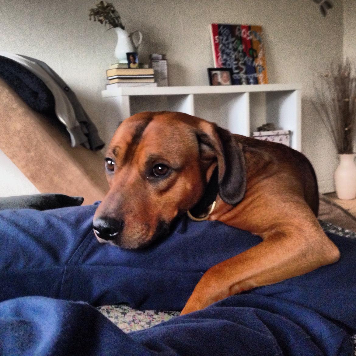 Blanding af racer Simba billede 5