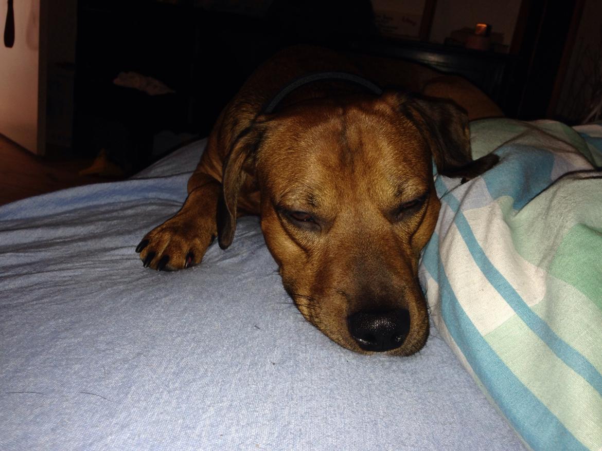 Blanding af racer Simba billede 6