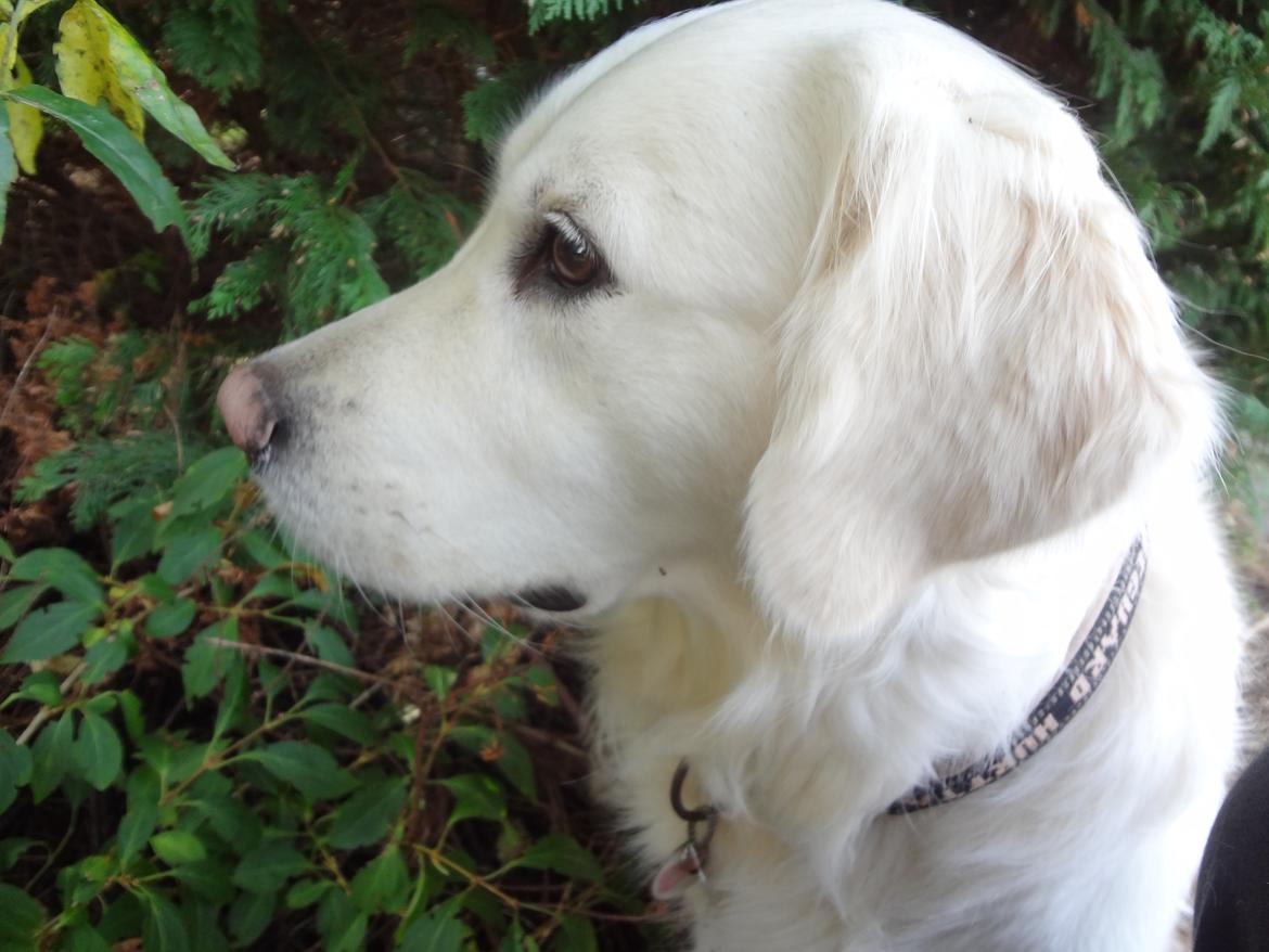 Golden retriever Elvira Madigan billede 22