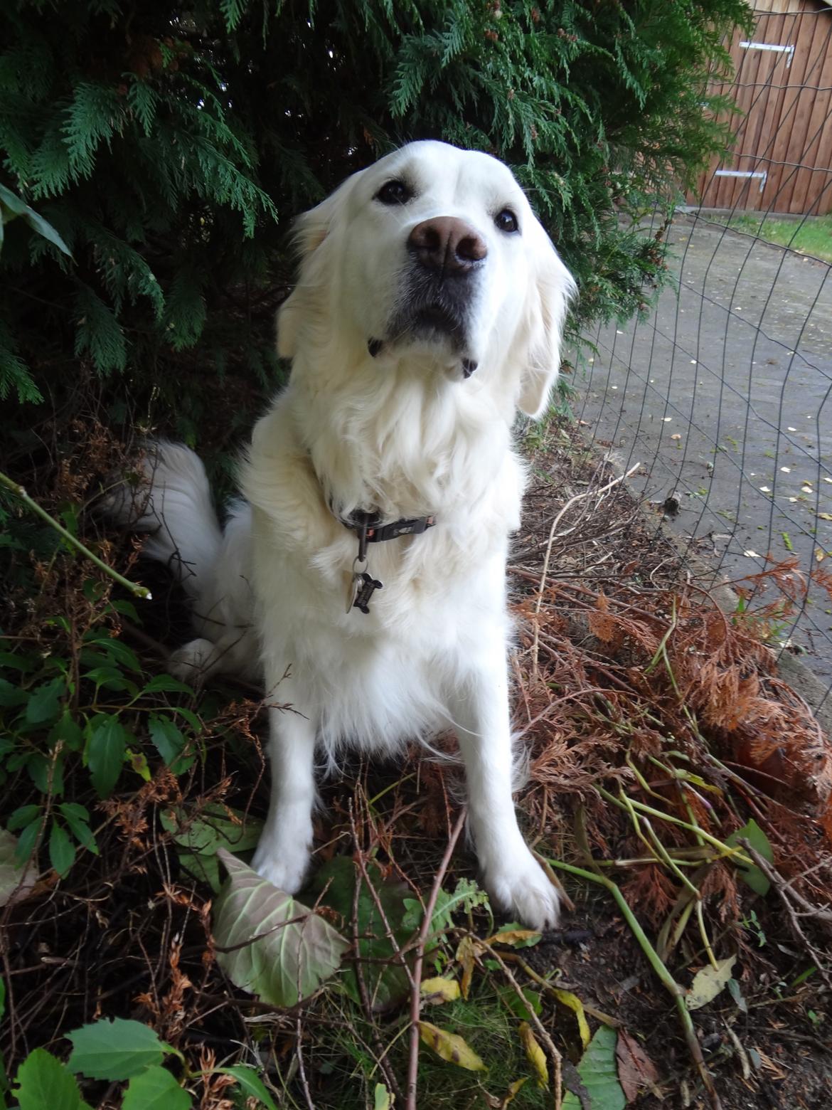 Golden retriever Elvira Madigan billede 23