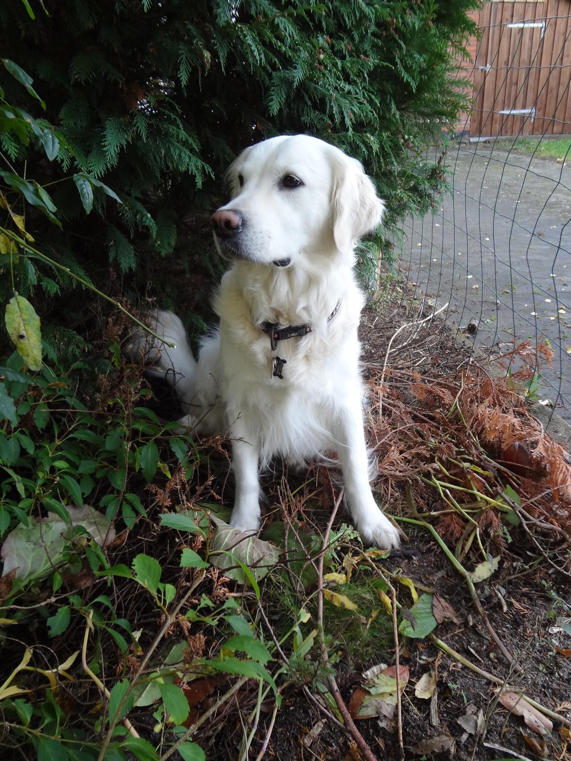 Golden retriever Elvira Madigan billede 24