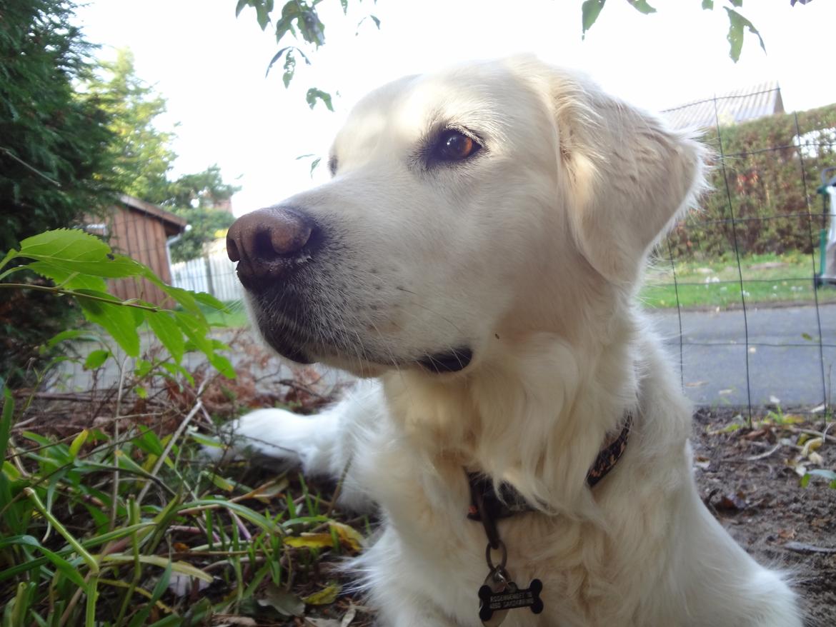 Golden retriever Elvira Madigan billede 25