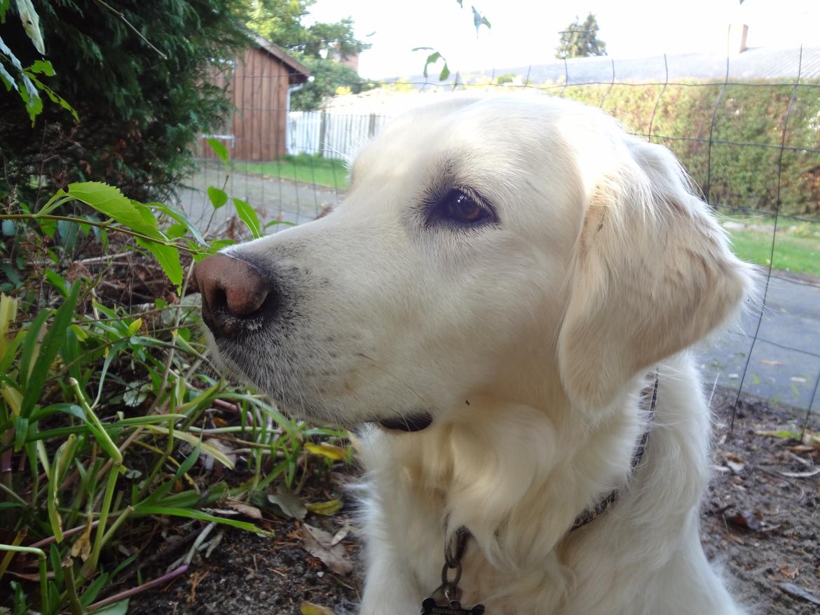 Golden retriever Elvira Madigan billede 26