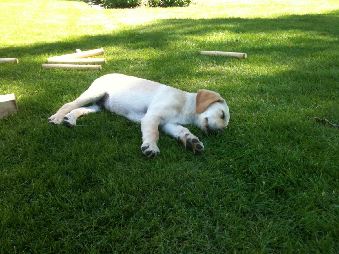 Labrador retriever Simba billede 17