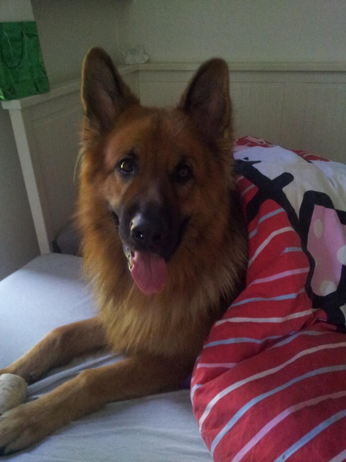 Schæferhund Basse billede 1