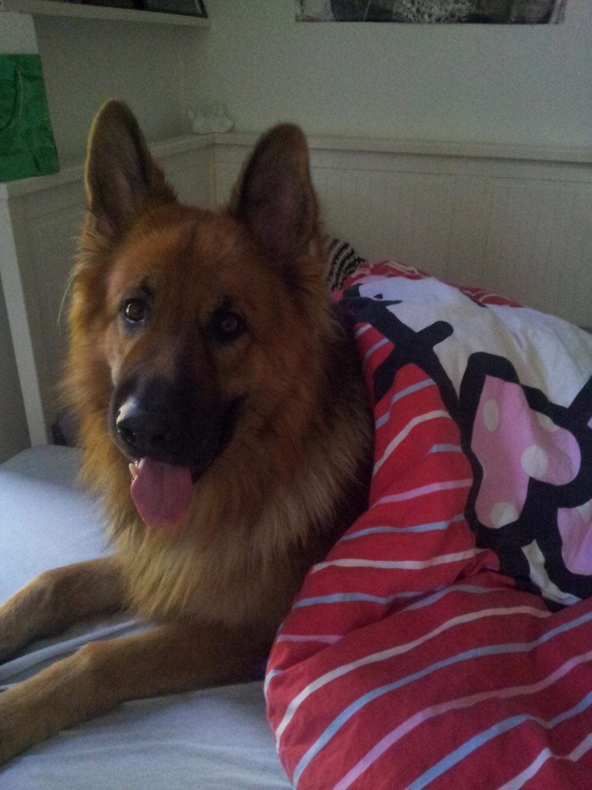 Schæferhund Basse billede 2