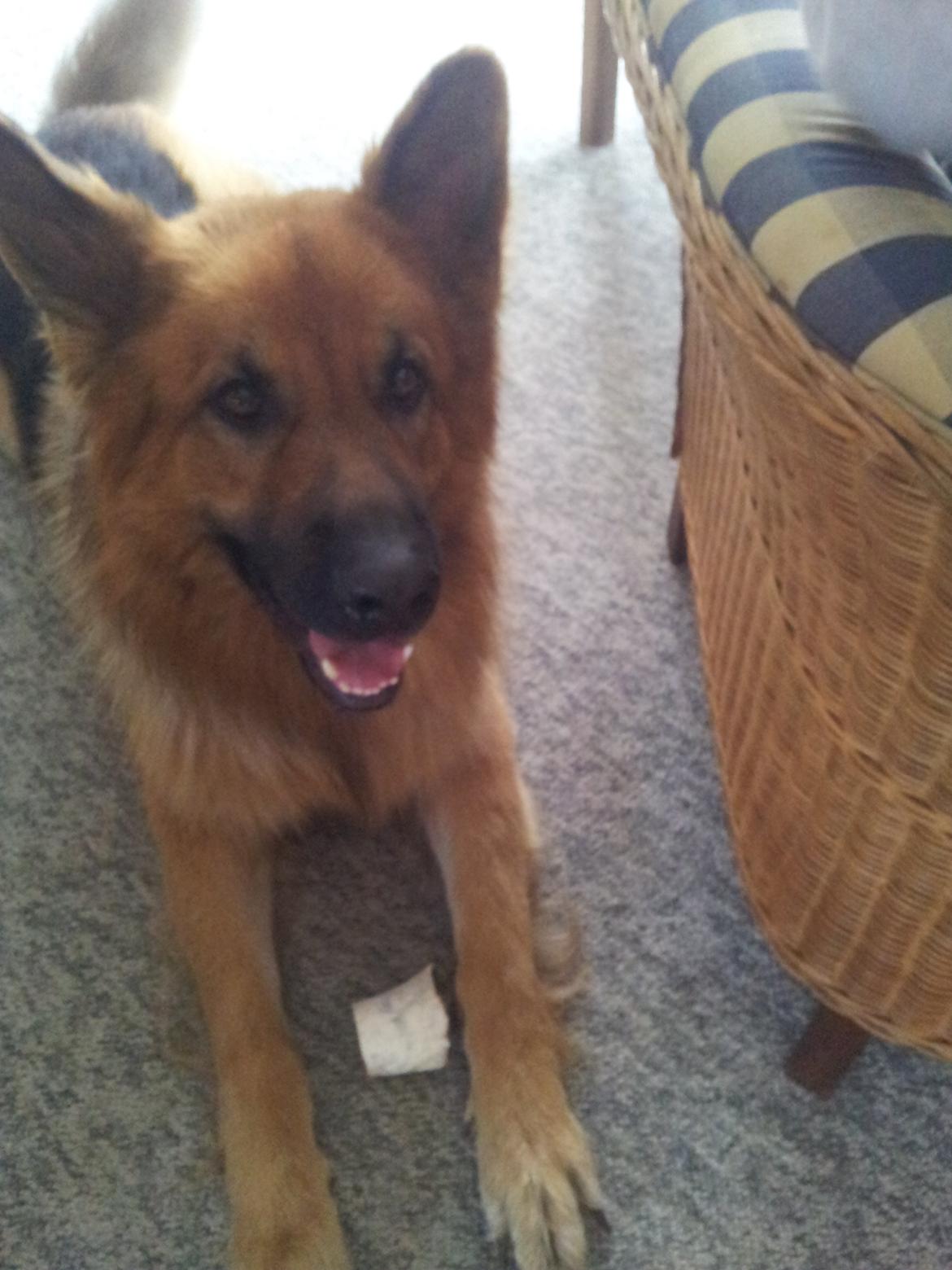 Schæferhund Basse billede 3