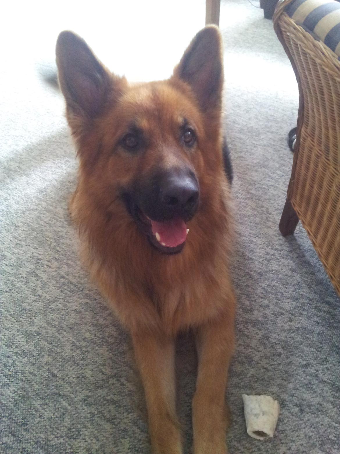 Schæferhund Basse billede 4