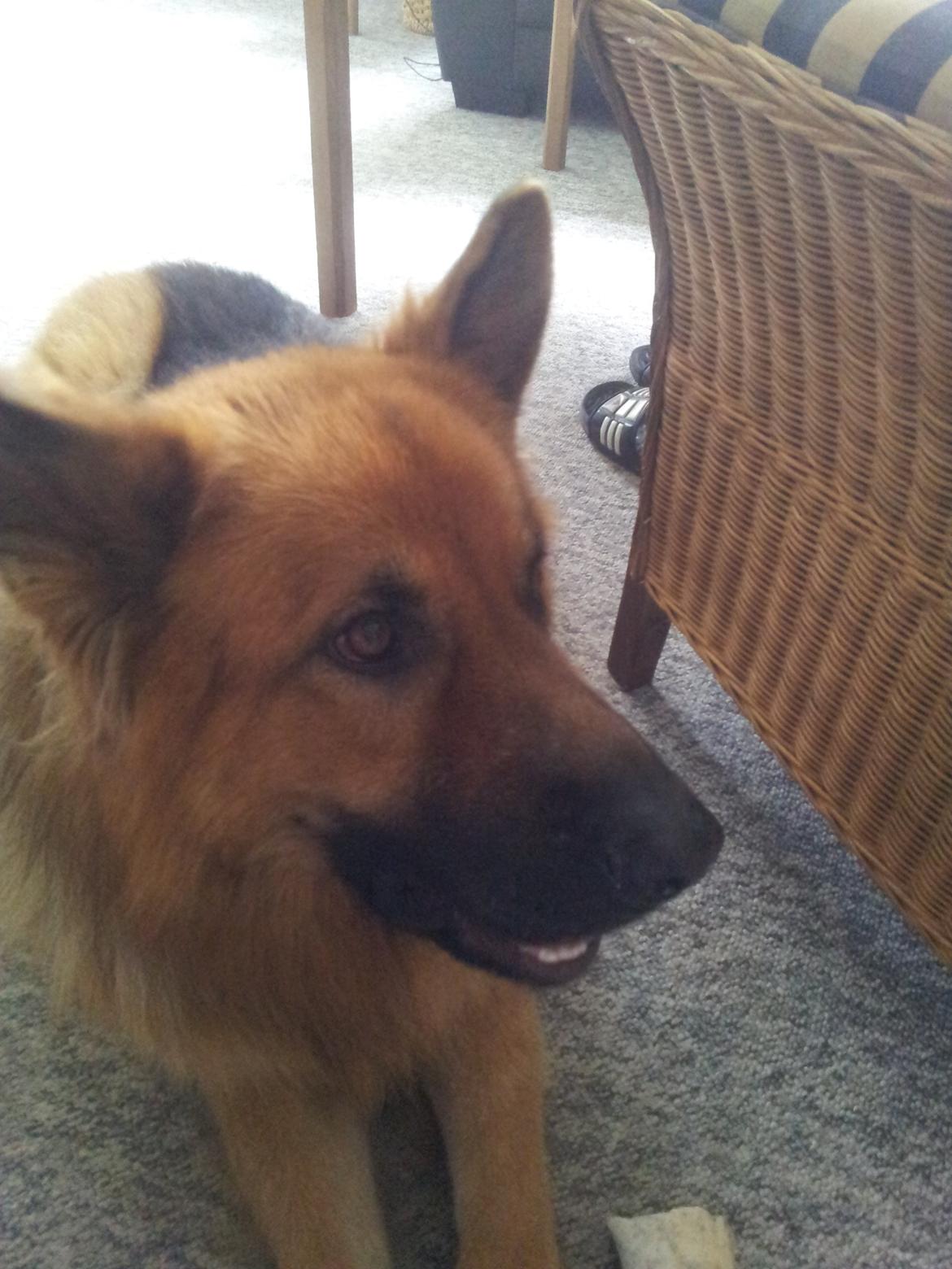 Schæferhund Basse billede 5