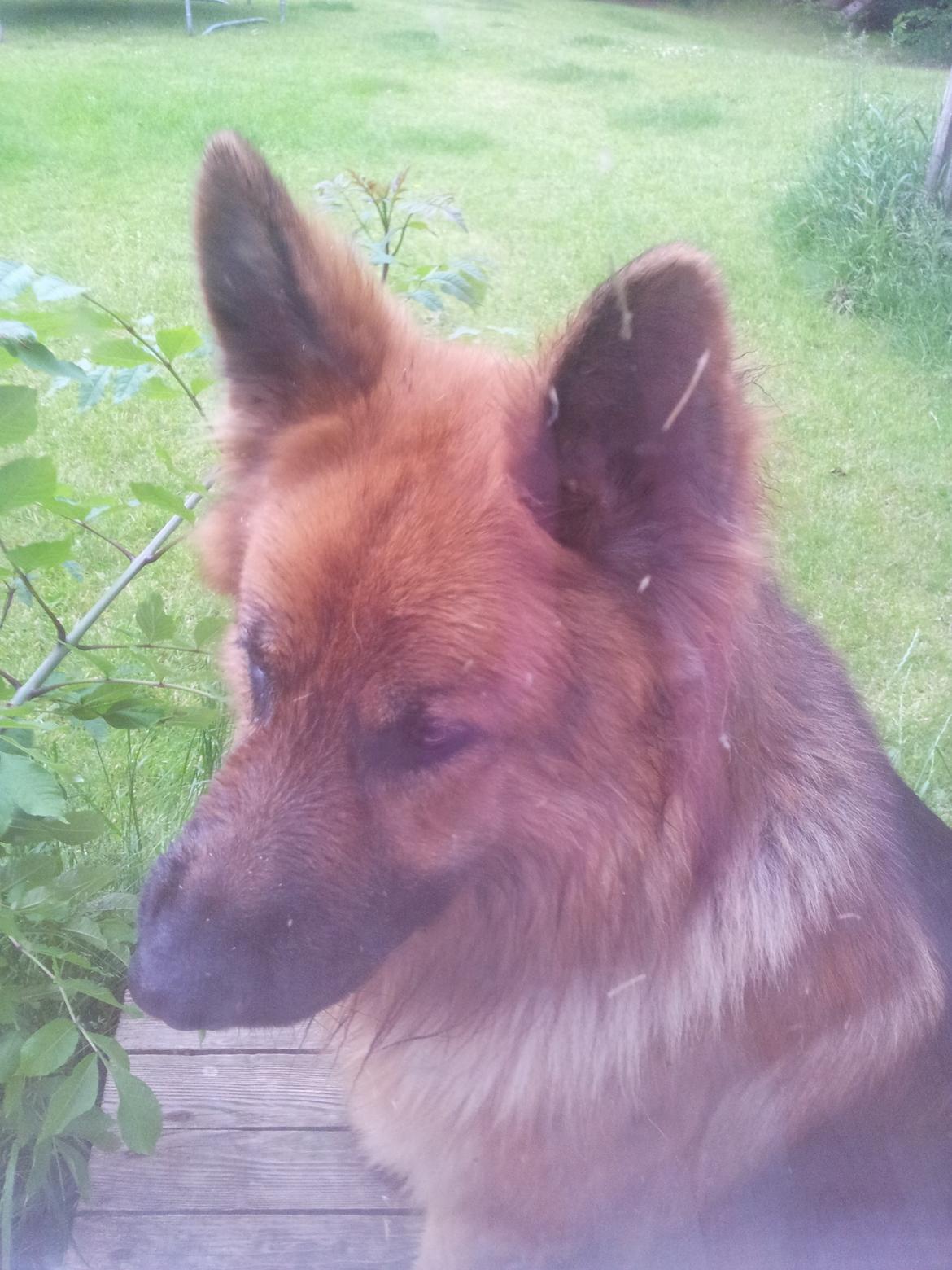 Schæferhund Basse billede 6