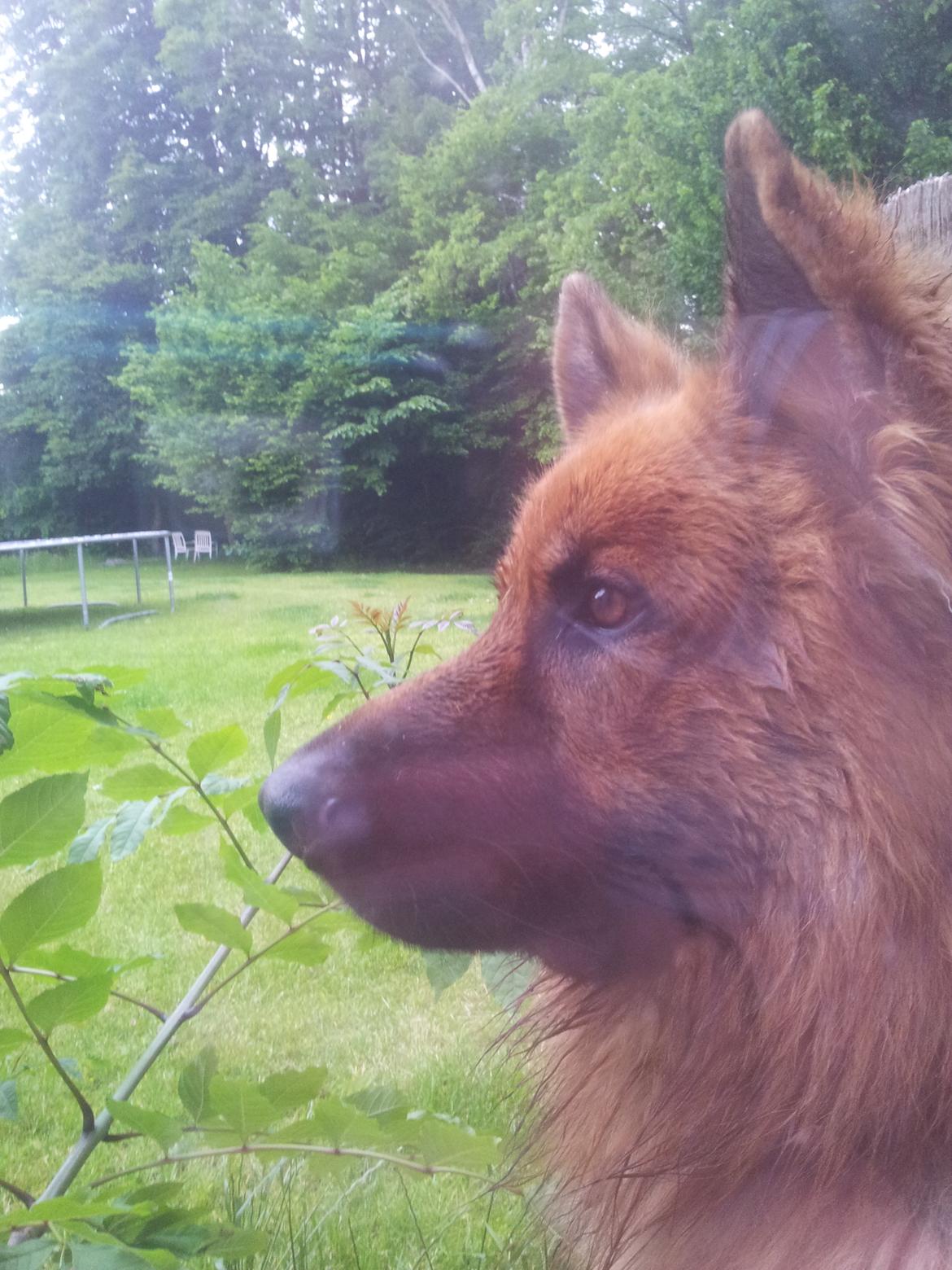 Schæferhund Basse billede 7