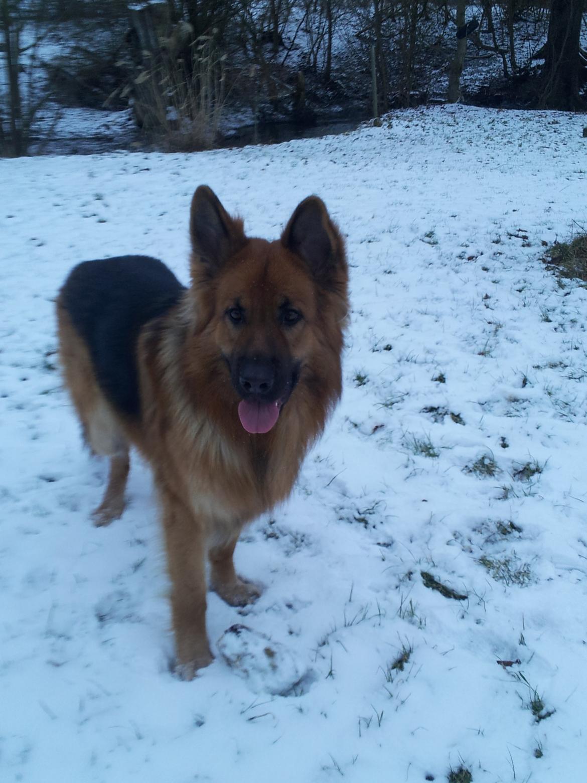 Schæferhund Basse billede 8