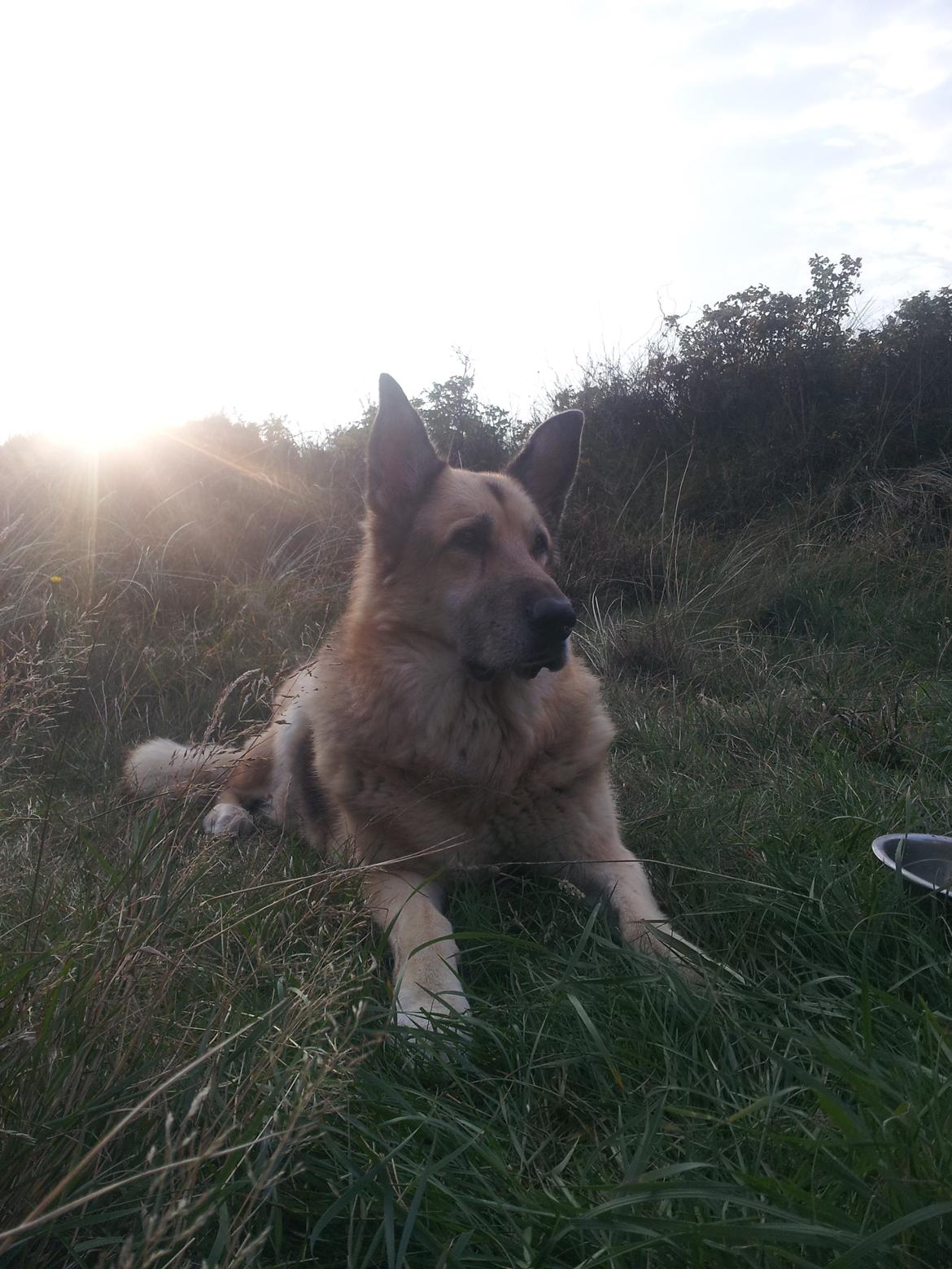 Schæferhund Yoda R.I.P - Yoda 11½ år Okt. 13.  billede 21