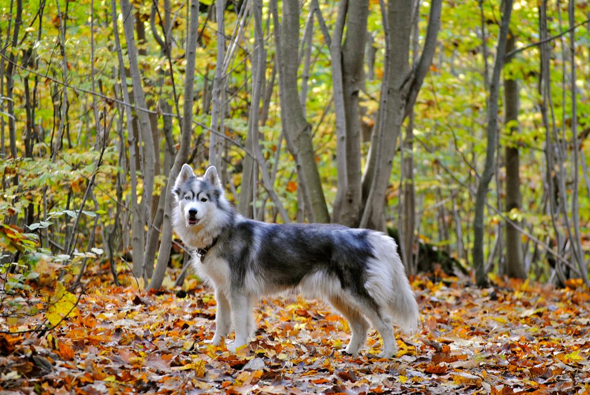 Siberian husky | Jeyzi - *Fotograf. Julie Ingemann - 2013 billede 38