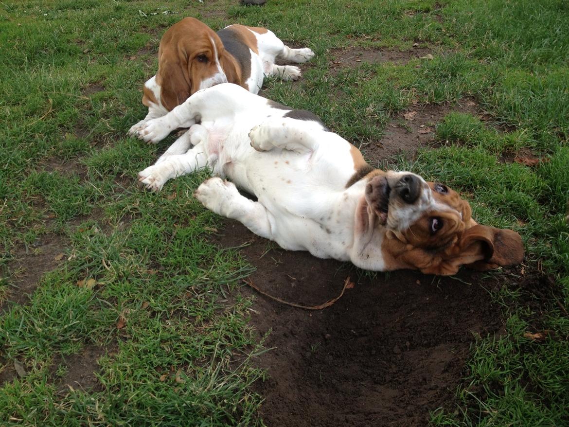 Basset hound Paddington - Nej det er da slet ikk mig der har gravet det hul jeg ligger i billede 16