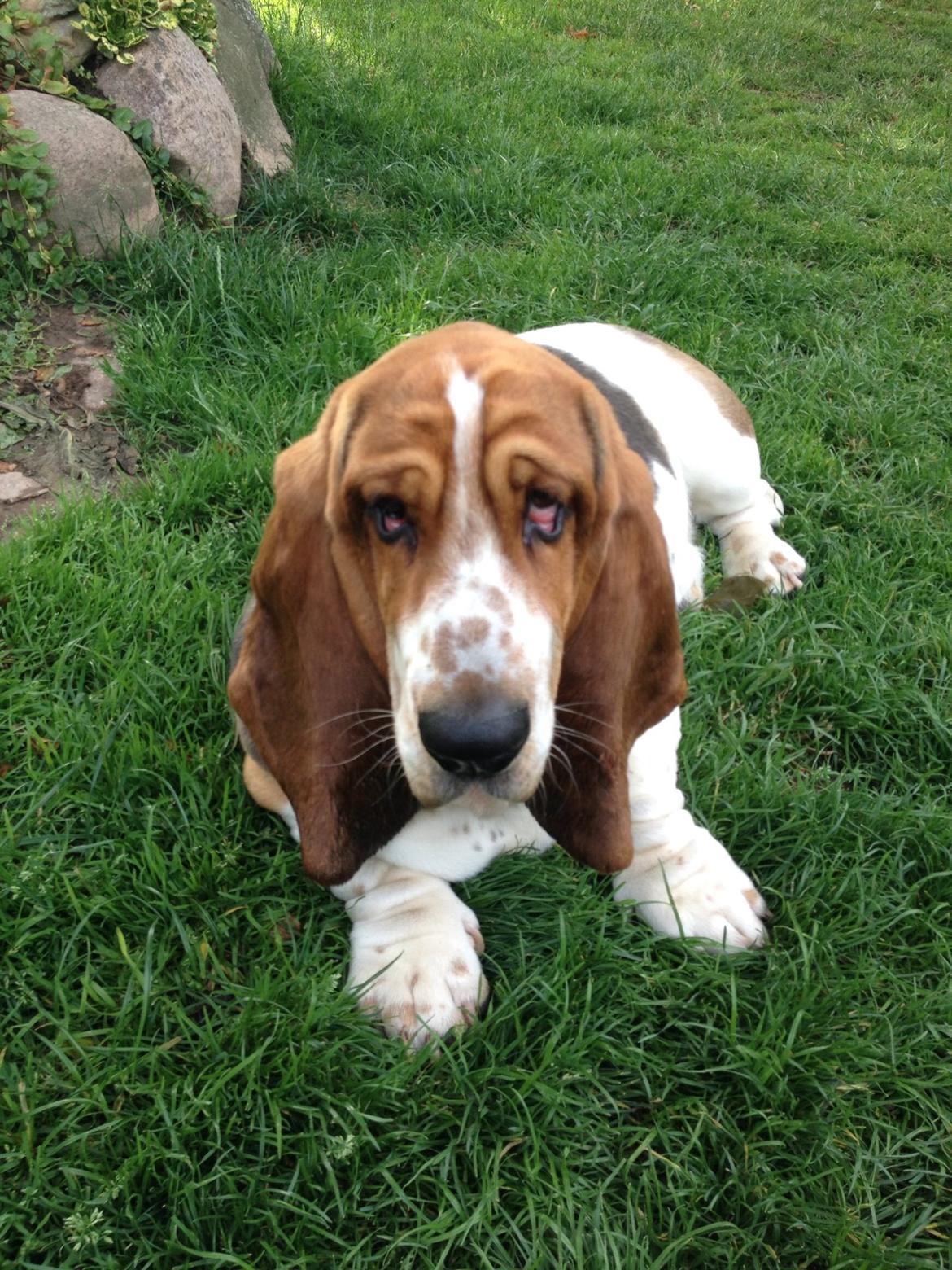 Basset hound Paddington billede 17