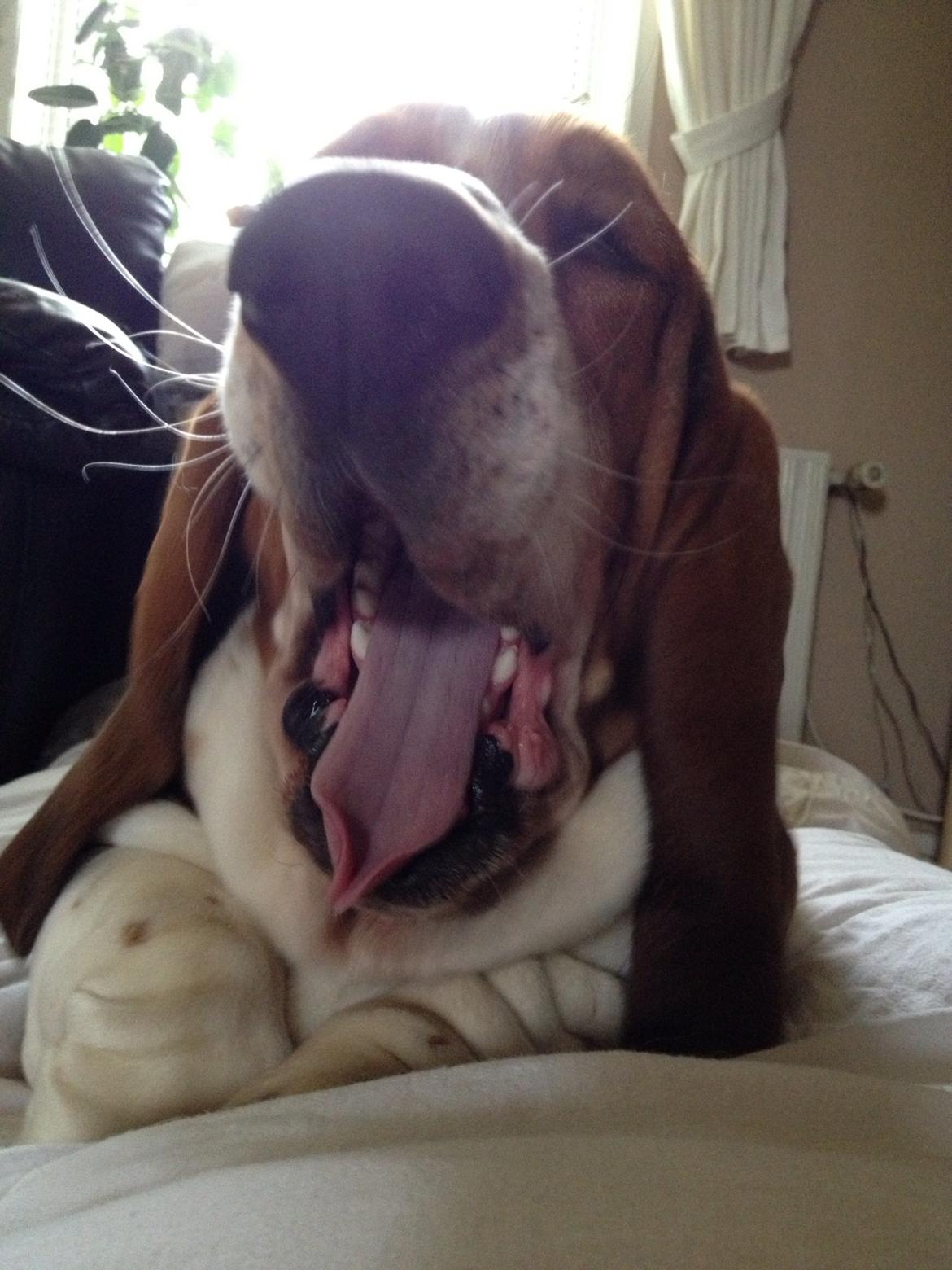 Basset hound Paddington - Waaaauo jeg synes jeg er lidt træt nu billede 18