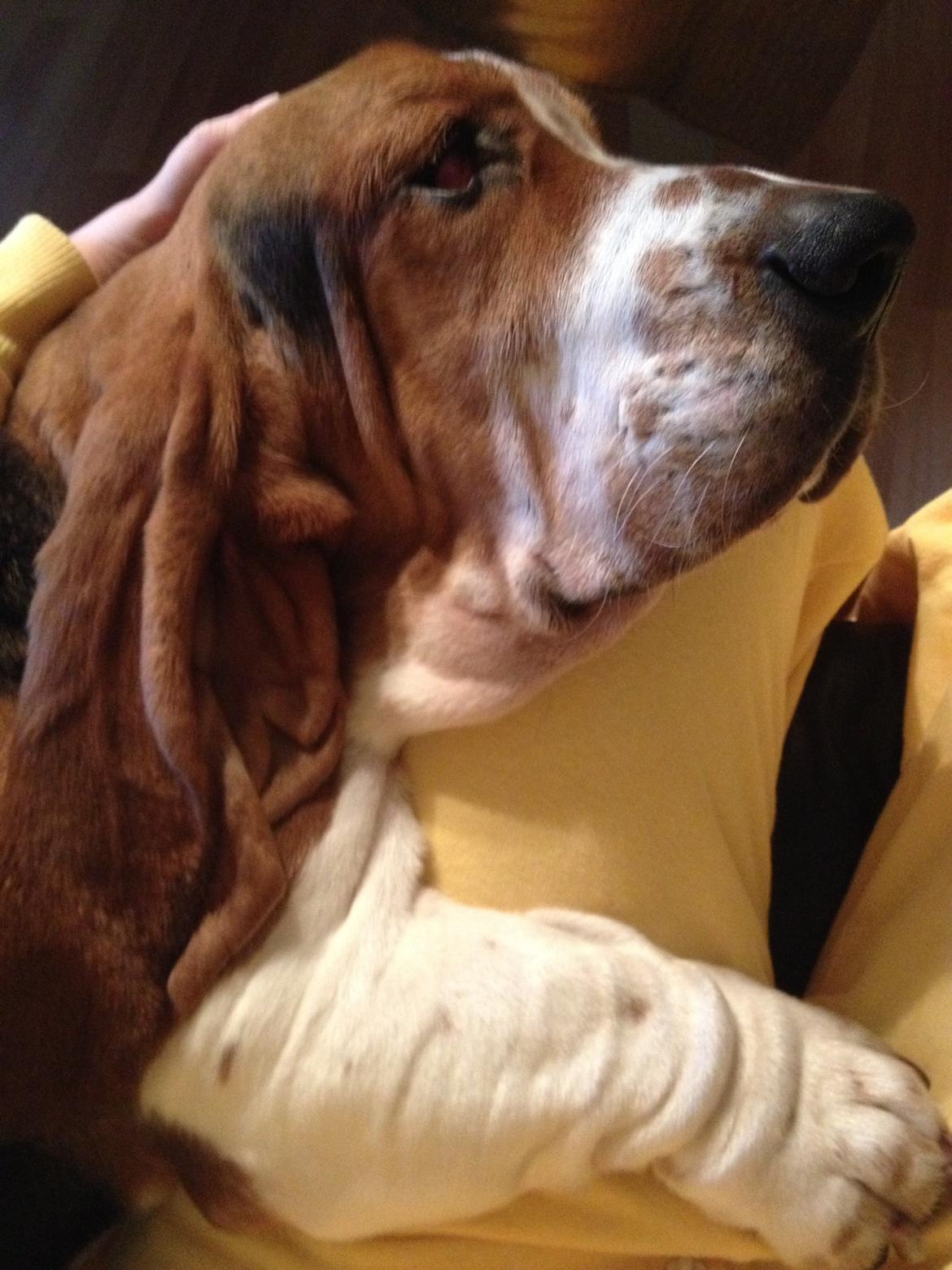 Basset hound Paddington - Hårdt at være i bad billede 20