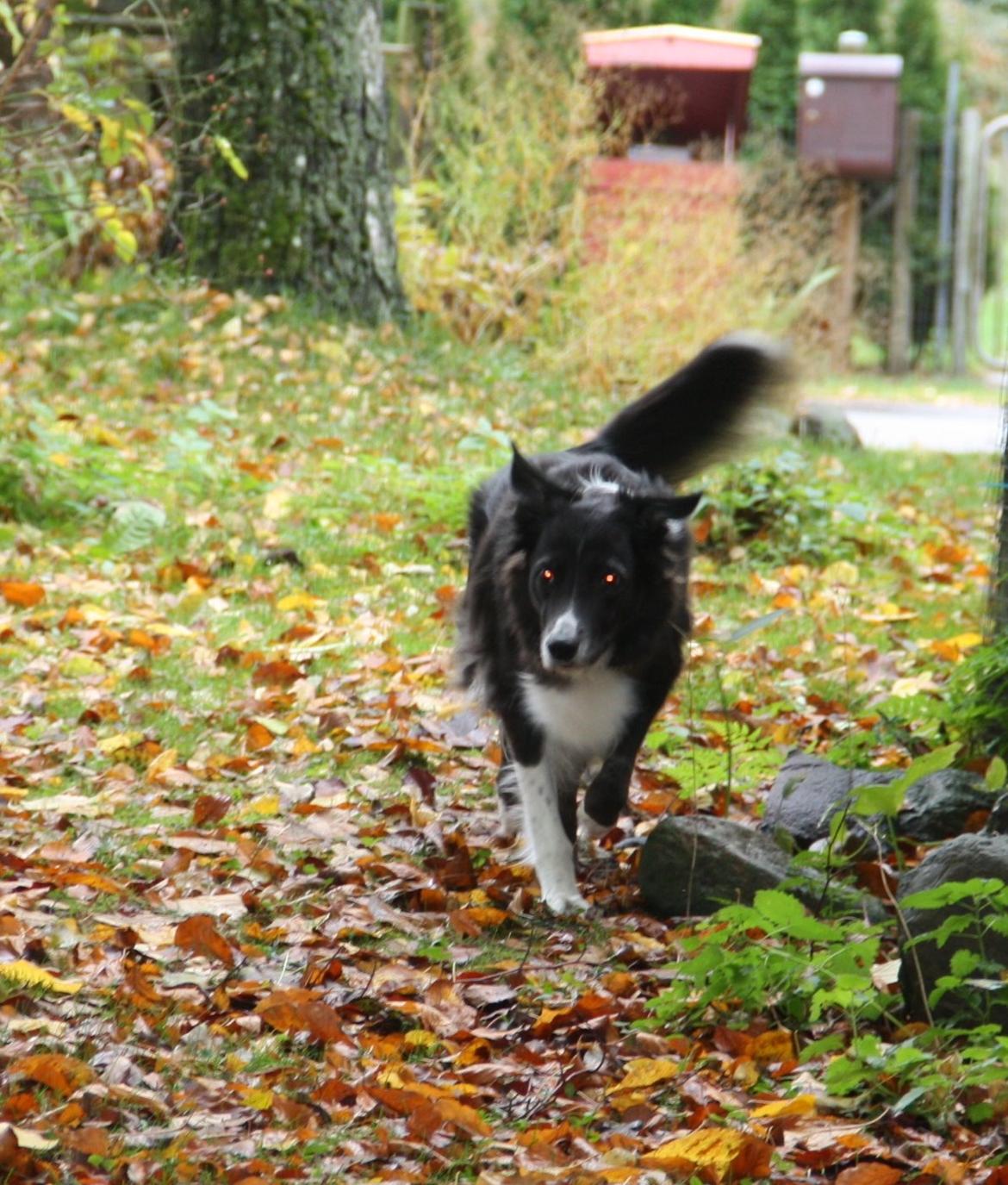 Blanding af racer Klunte-Hunden billede 11