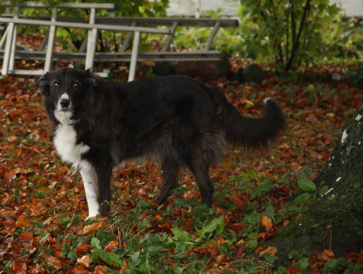 Blanding af racer Klunte-Hunden billede 12