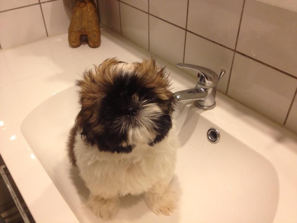 Shih tzu Liva billede 21