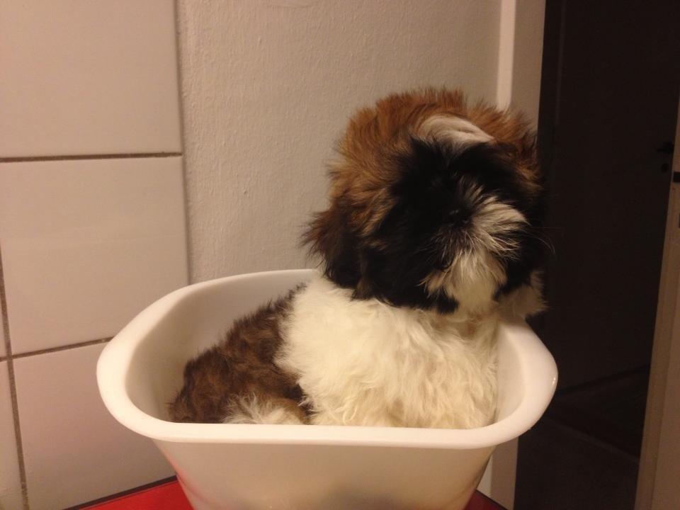 Shih tzu Liva billede 22