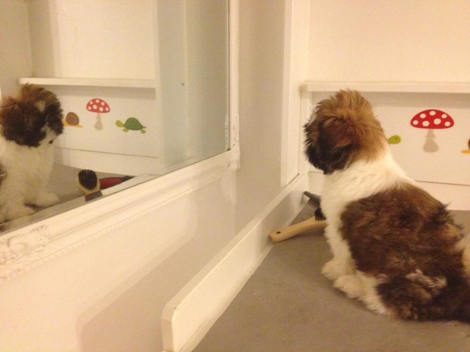 Shih tzu Liva billede 23