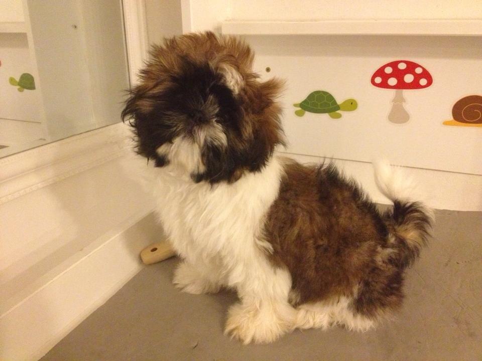 Shih tzu Liva billede 24