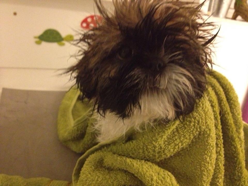 Shih tzu Liva billede 25