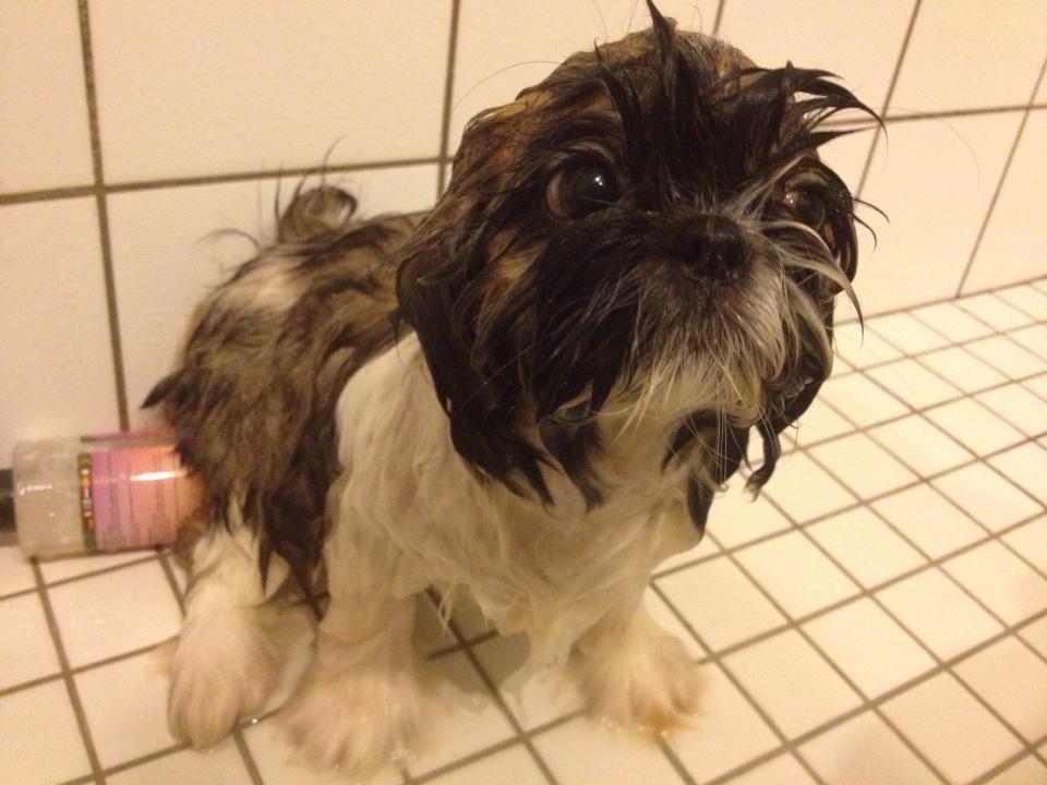 Shih tzu Liva billede 26