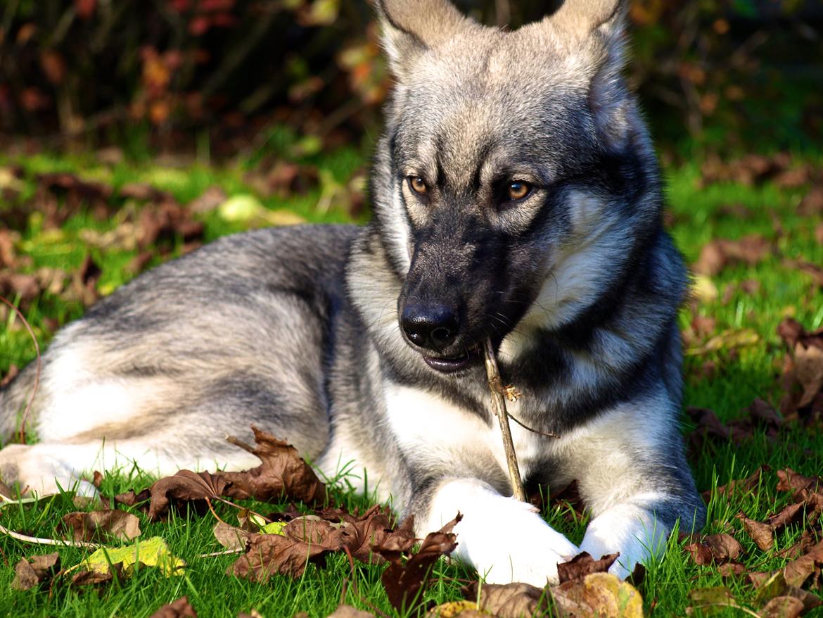 Siberian husky Wolf - wolf 24 uger billede 19