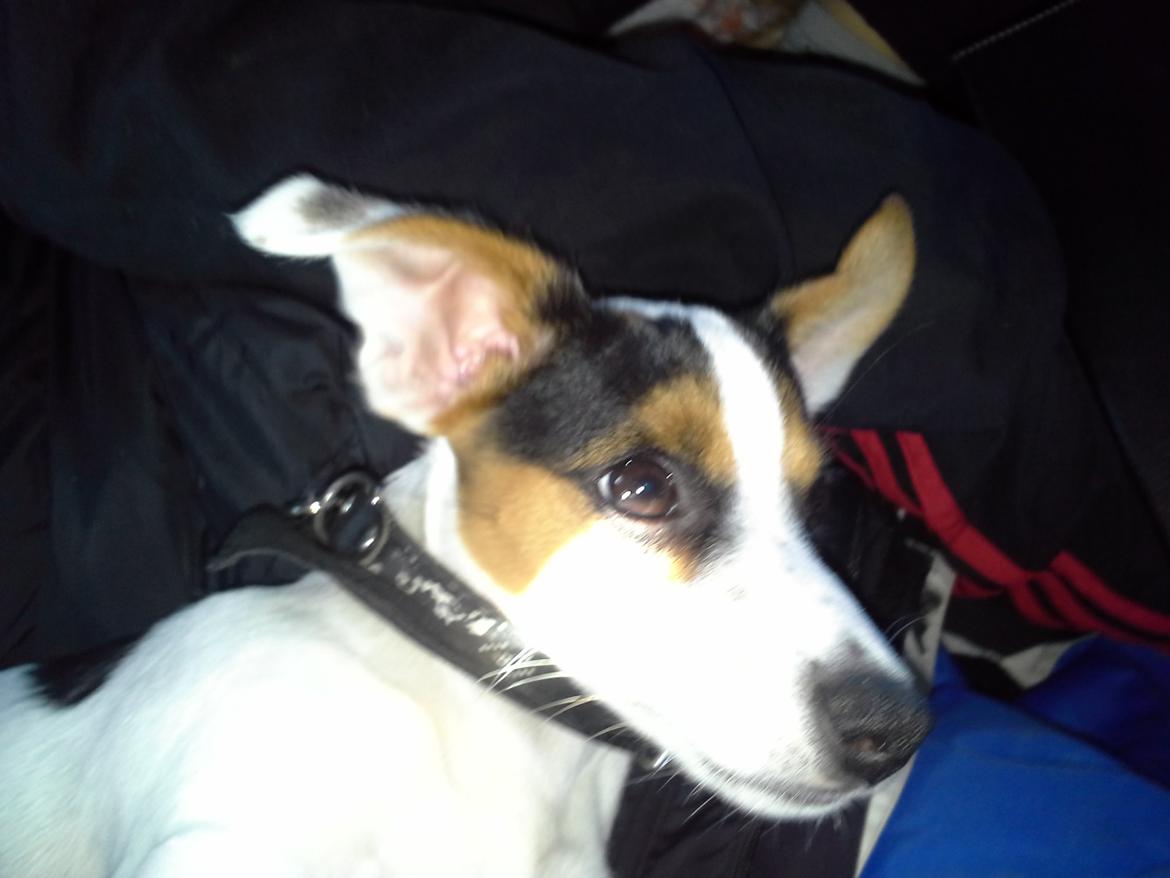 Jack russell terrier Walther billede 10