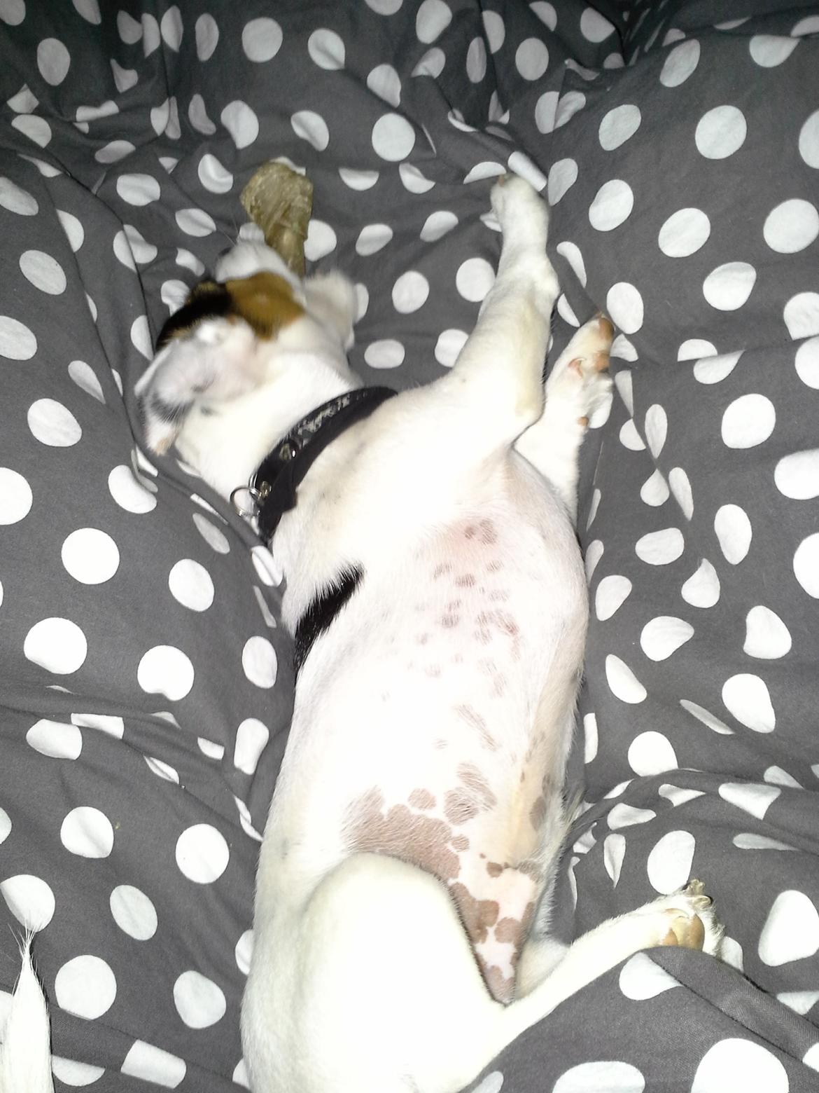 Jack russell terrier Walther billede 11