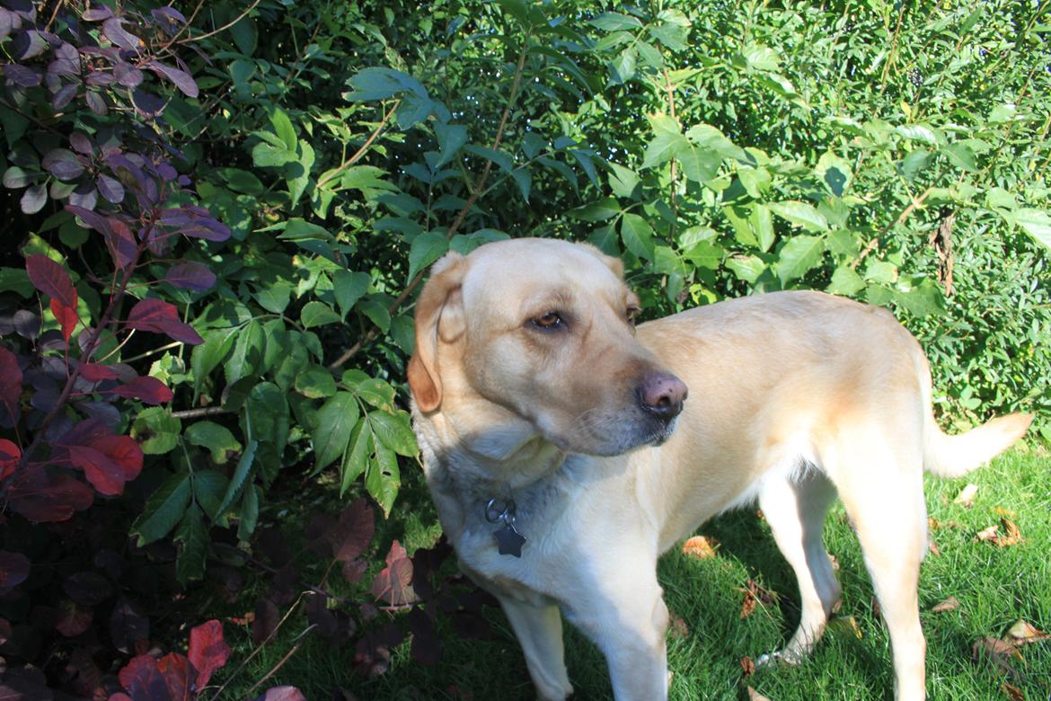 Blanding af racer lady billede 32