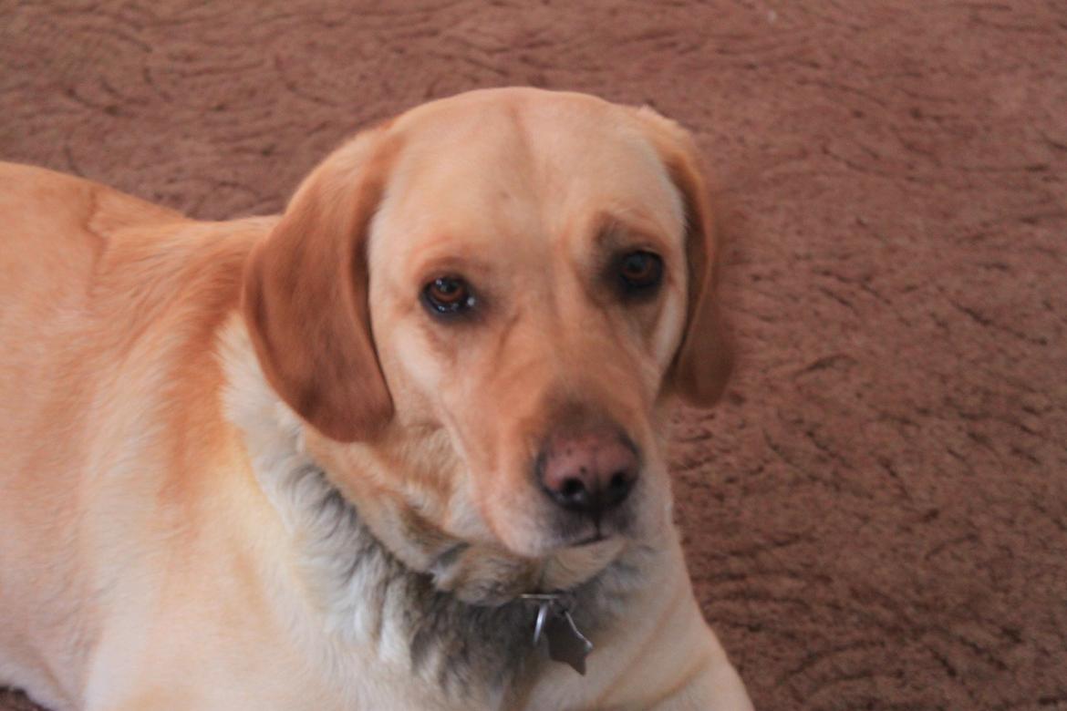 Blanding af racer lady billede 33