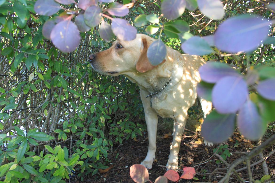 Blanding af racer lady billede 34