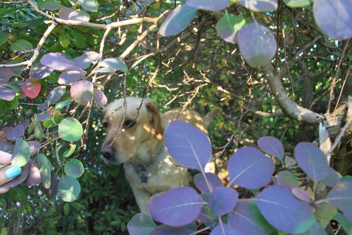 Blanding af racer lady billede 35