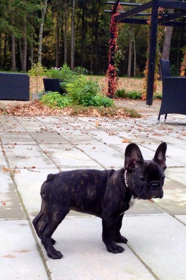 Fransk bulldog Humphrey Bogart billede 37