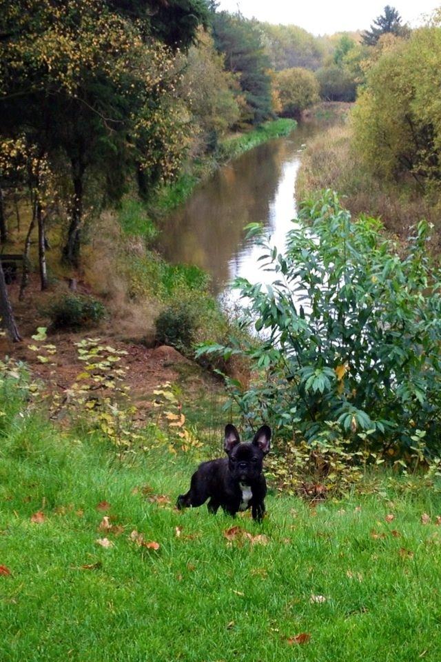 Fransk bulldog Humphrey Bogart billede 38