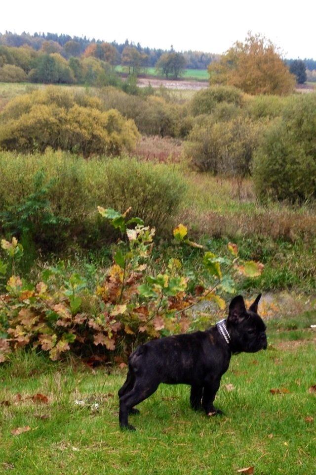 Fransk bulldog Humphrey Bogart billede 39