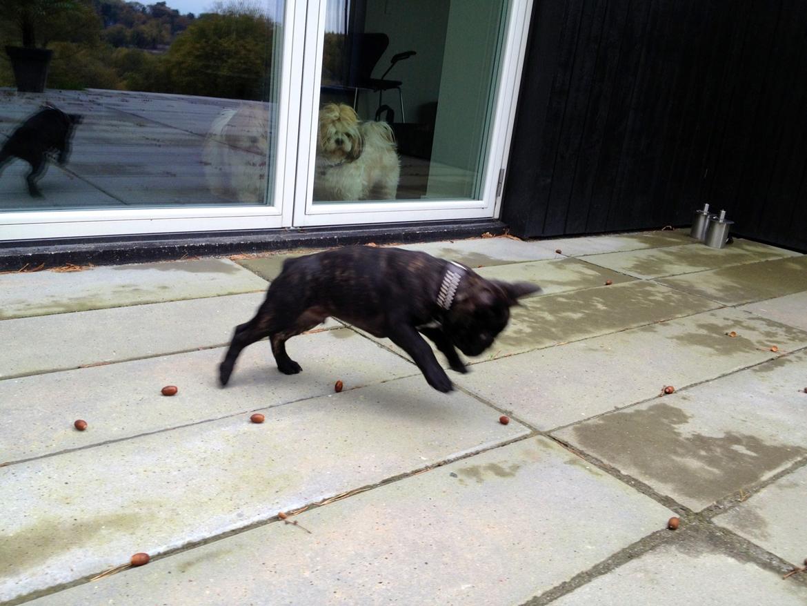 Fransk bulldog Humphrey Bogart billede 40