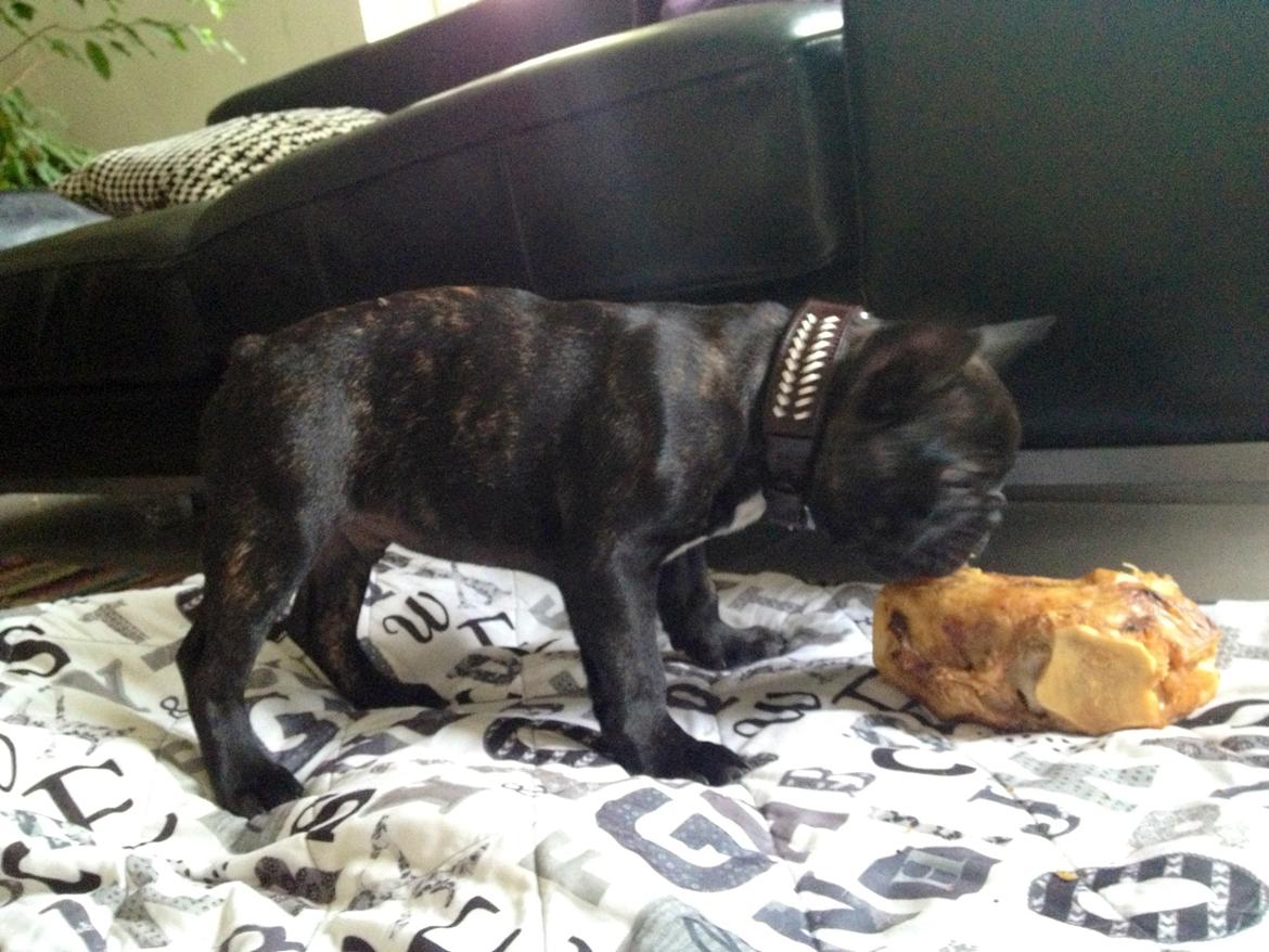 Fransk bulldog Humphrey Bogart - Hun et lækkert ben 👍 billede 41