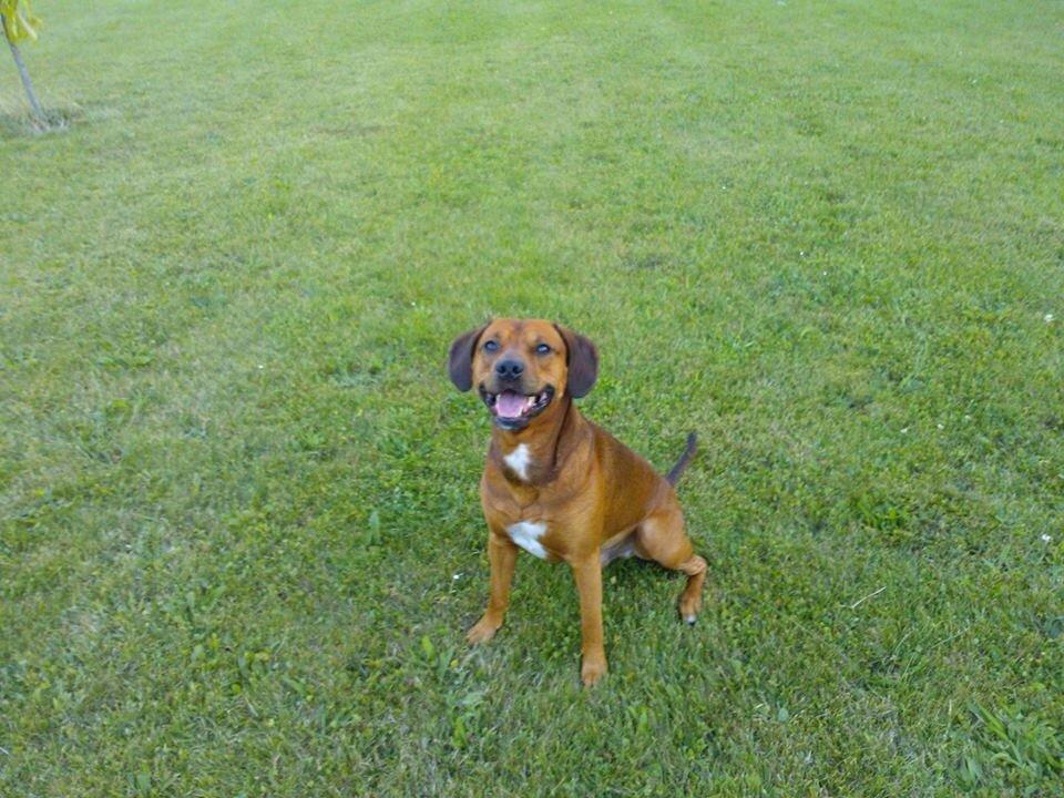 Blanding af racer Simba billede 7