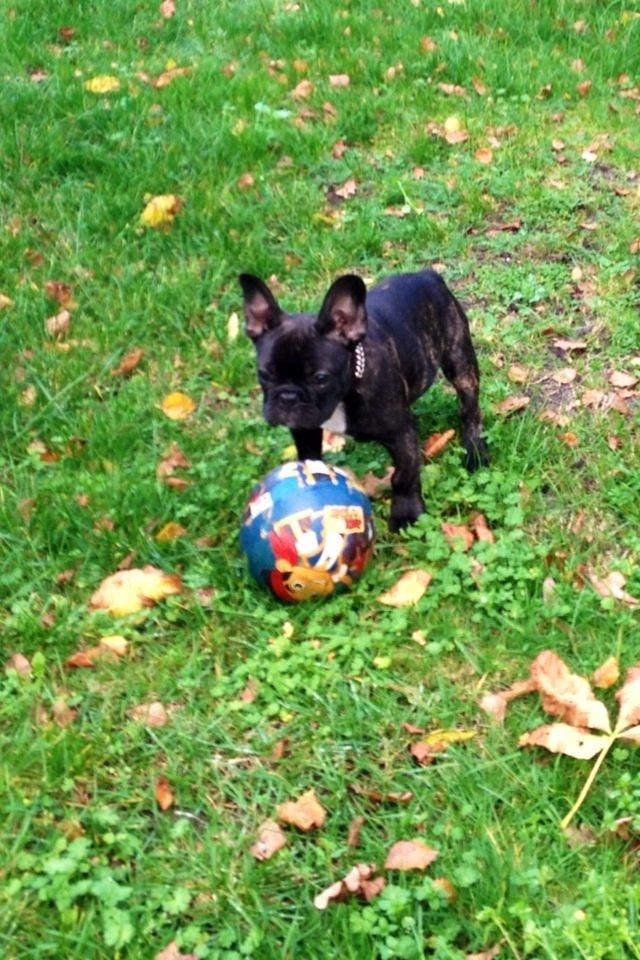 Fransk bulldog Humphrey Bogart billede 42