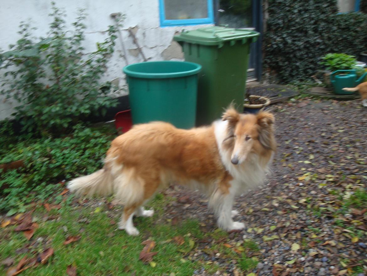 Collie langhåret Trunte La Koss billede 18