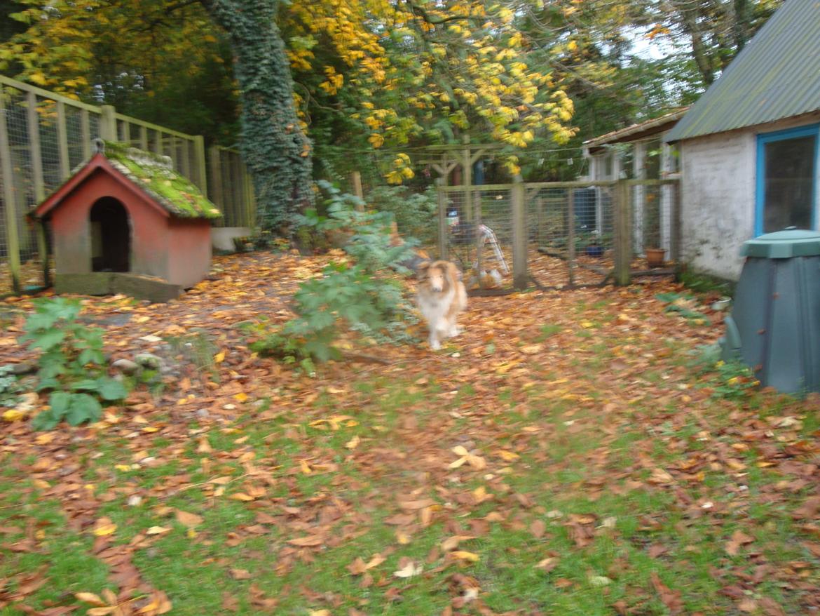 Collie langhåret Trunte La Koss - et dejligt efterårsbillede af en glad Trunte der kommer løbende okt. 2013 billede 19