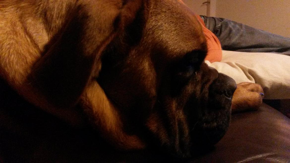 Dogue de bordeaux Ayka/future billede 8