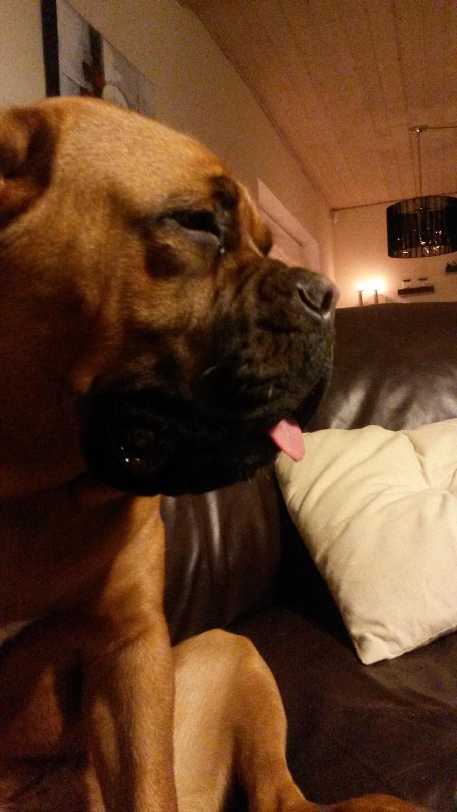 Dogue de bordeaux Ayka/future billede 9