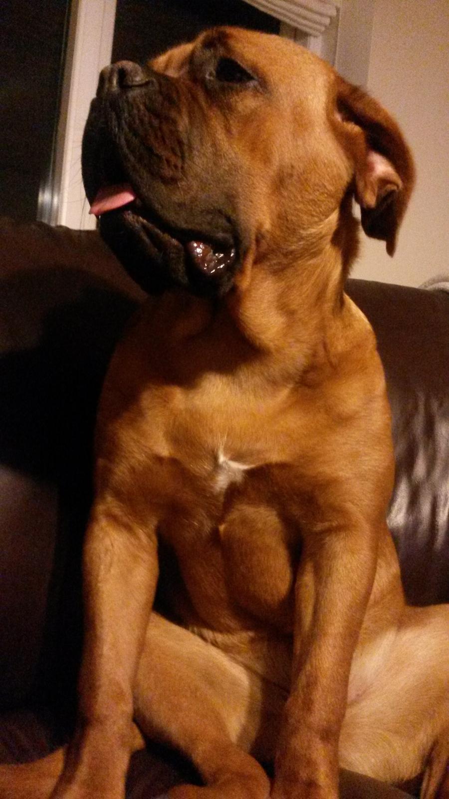 Dogue de bordeaux Ayka/future billede 10